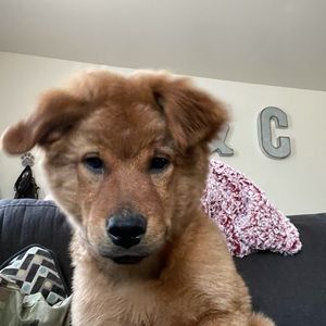 Meet your Posher, Logan